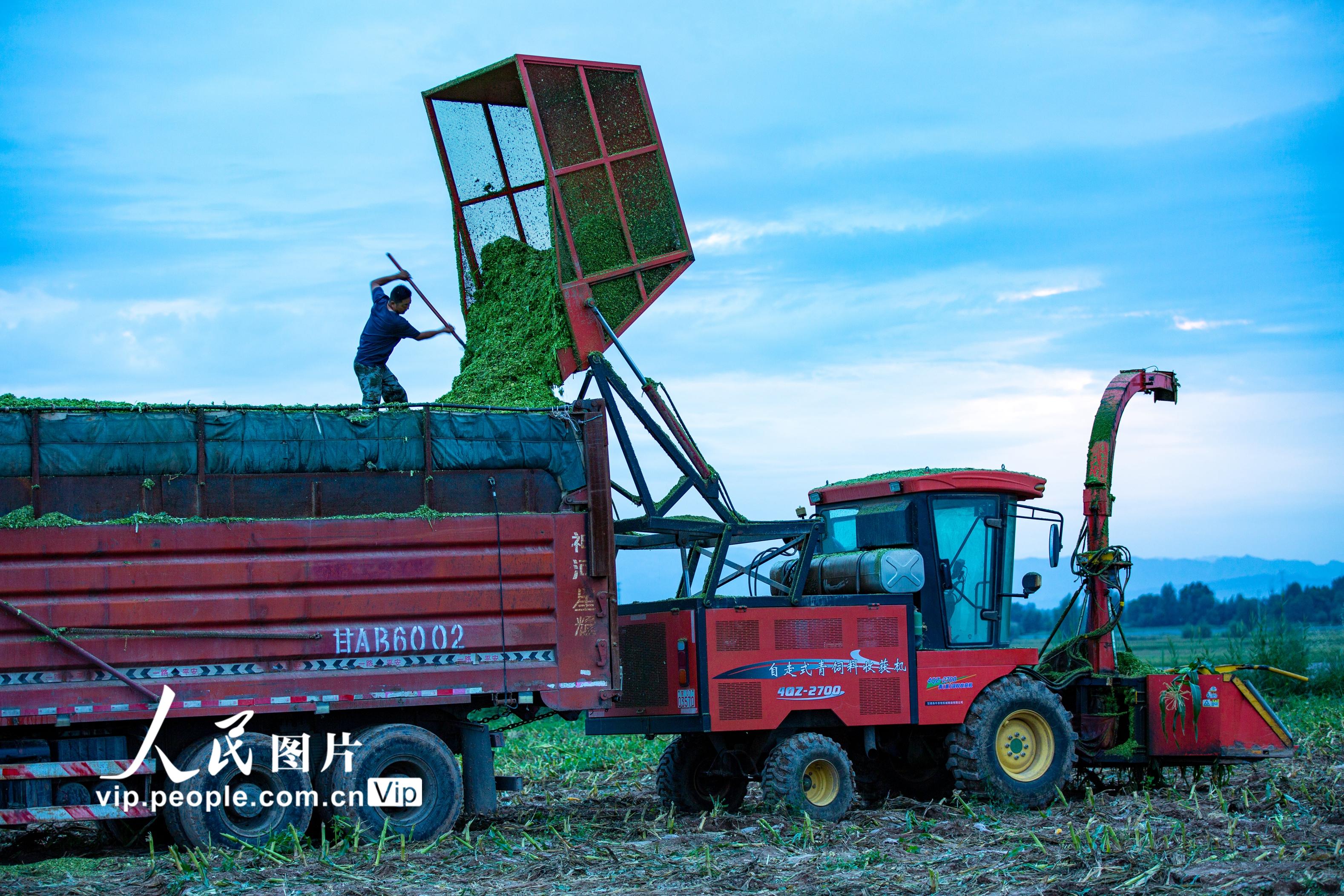 甘肅張掖：玉米青貯忙