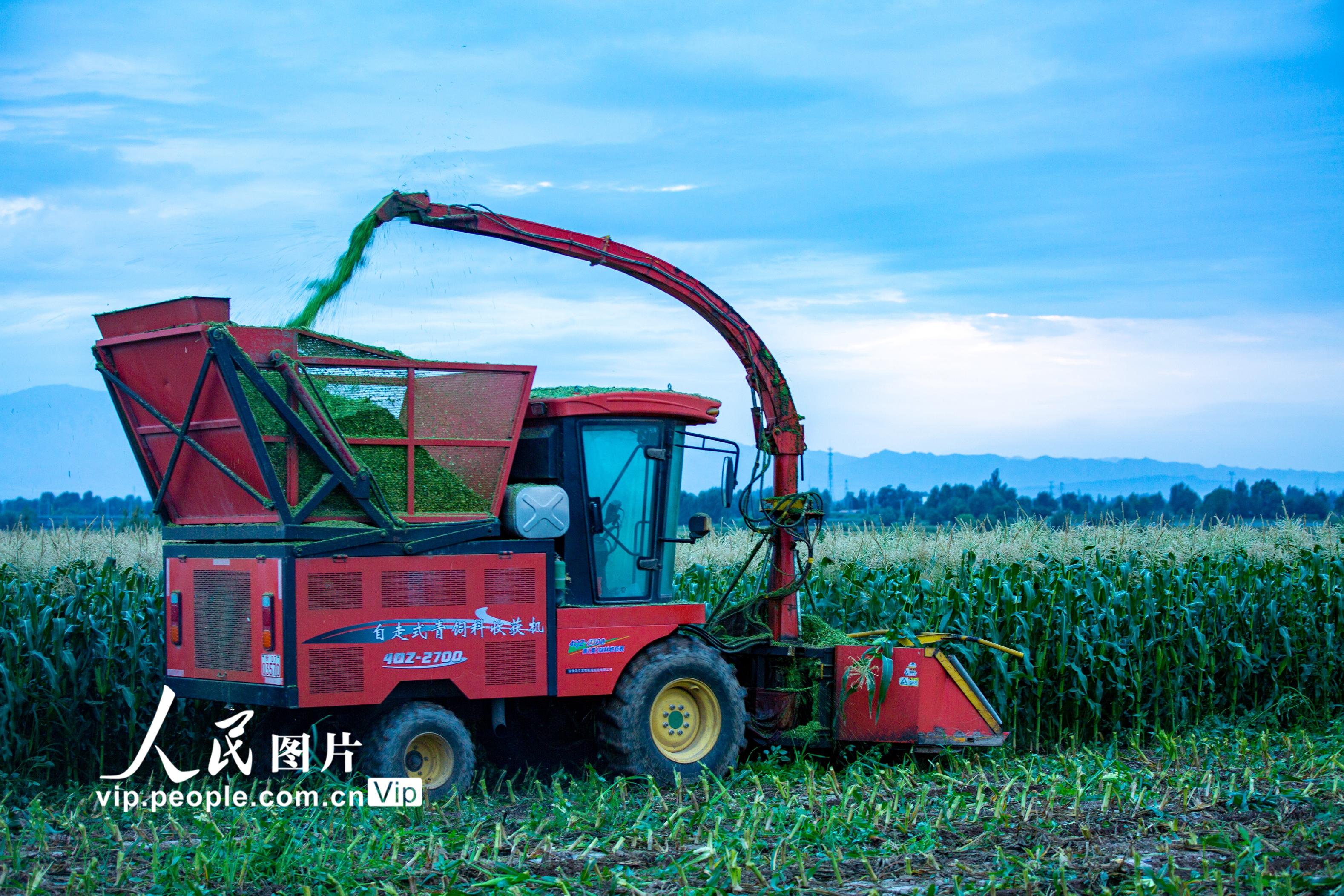 甘肅張掖:玉米青貯忙【2】