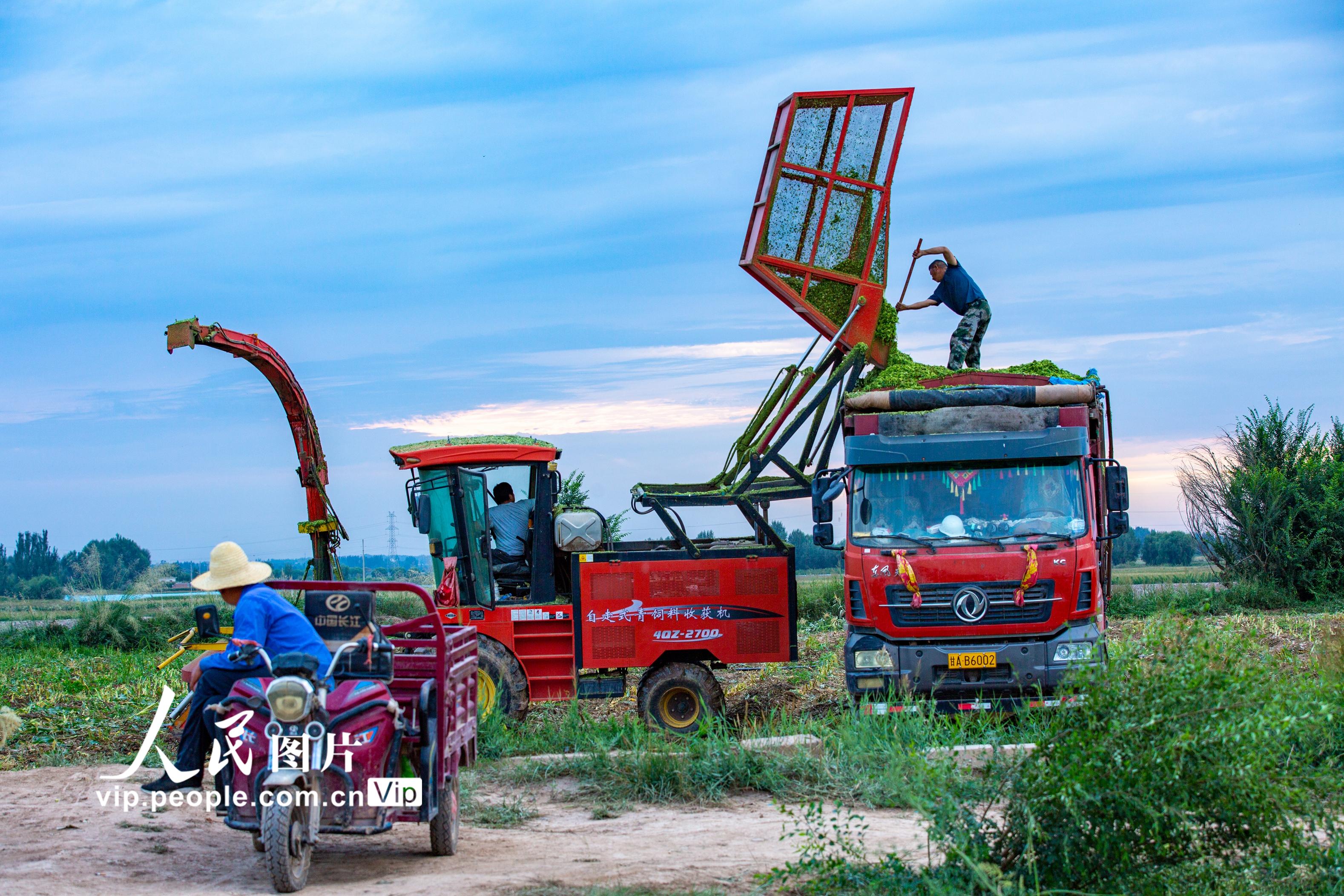 甘肅張掖:玉米青貯忙【3】