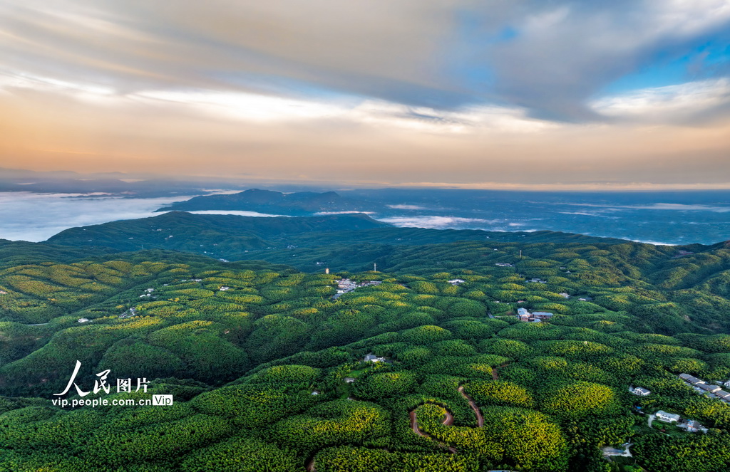 四川長寧:夏日竹海醉游人【3】