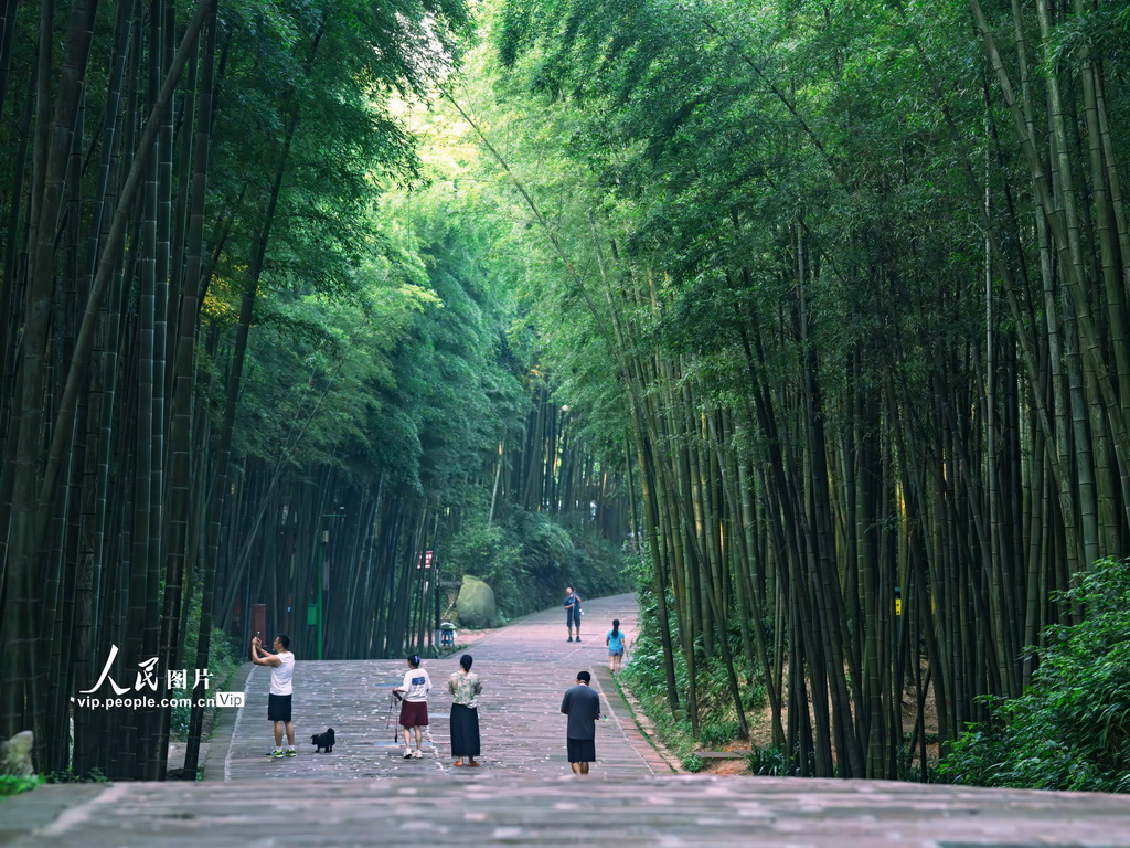 四川長寧：夏日竹海醉游人