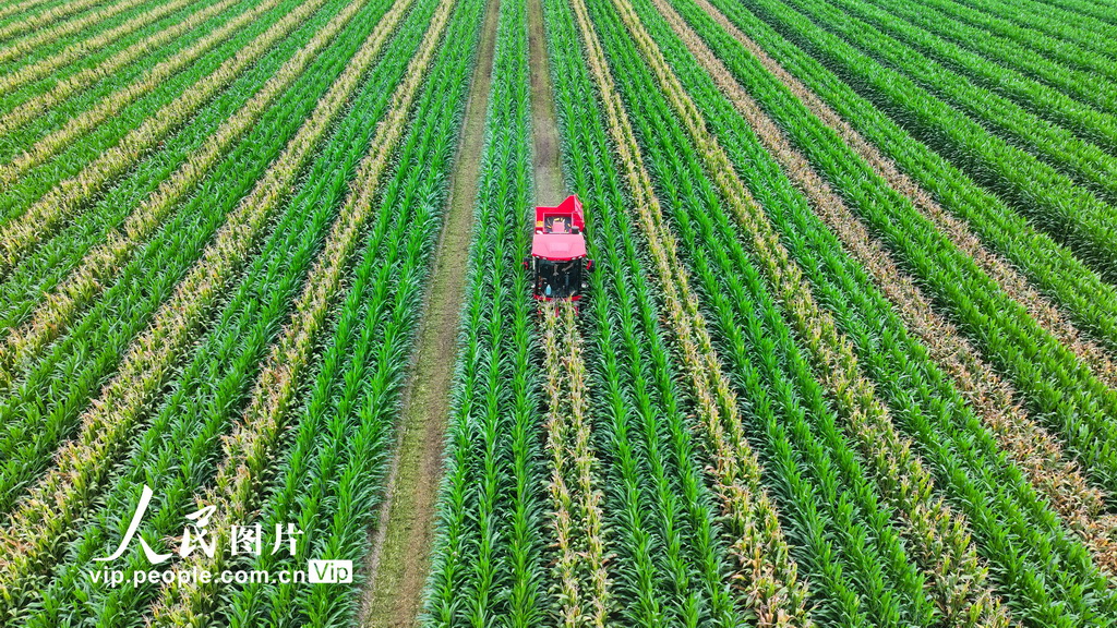 山東廣饒：收獲春玉米