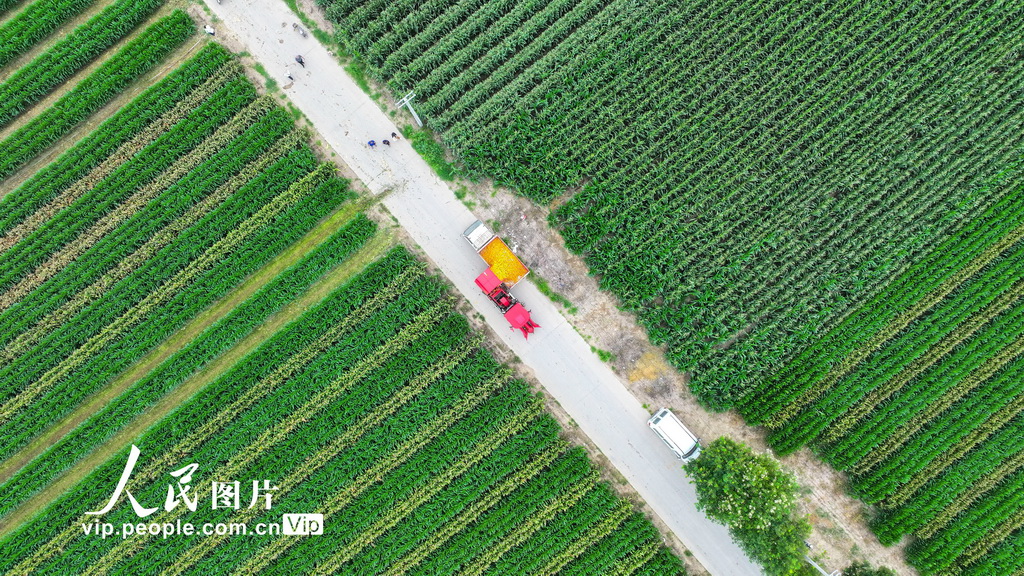 8月4日，在山東省東營市廣饒縣李鵲鎮小張村的高標準農田里，農民正在將收獲的春玉米裝車。