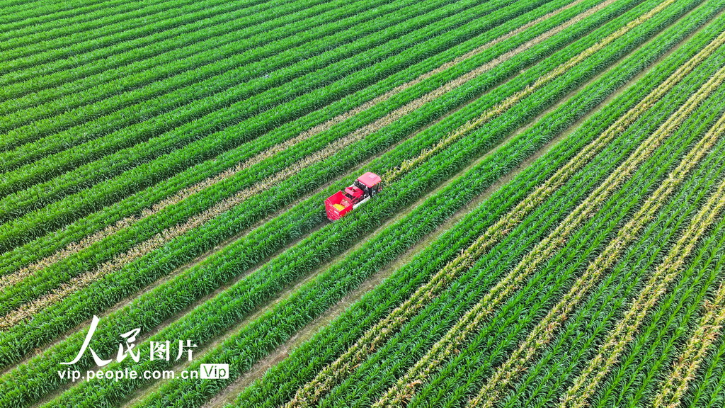 8月4日，在山東省東營市廣饒縣李鵲鎮小張村的高標準農田里，農民駕駛聯合收割機正在收割套種的春玉米。