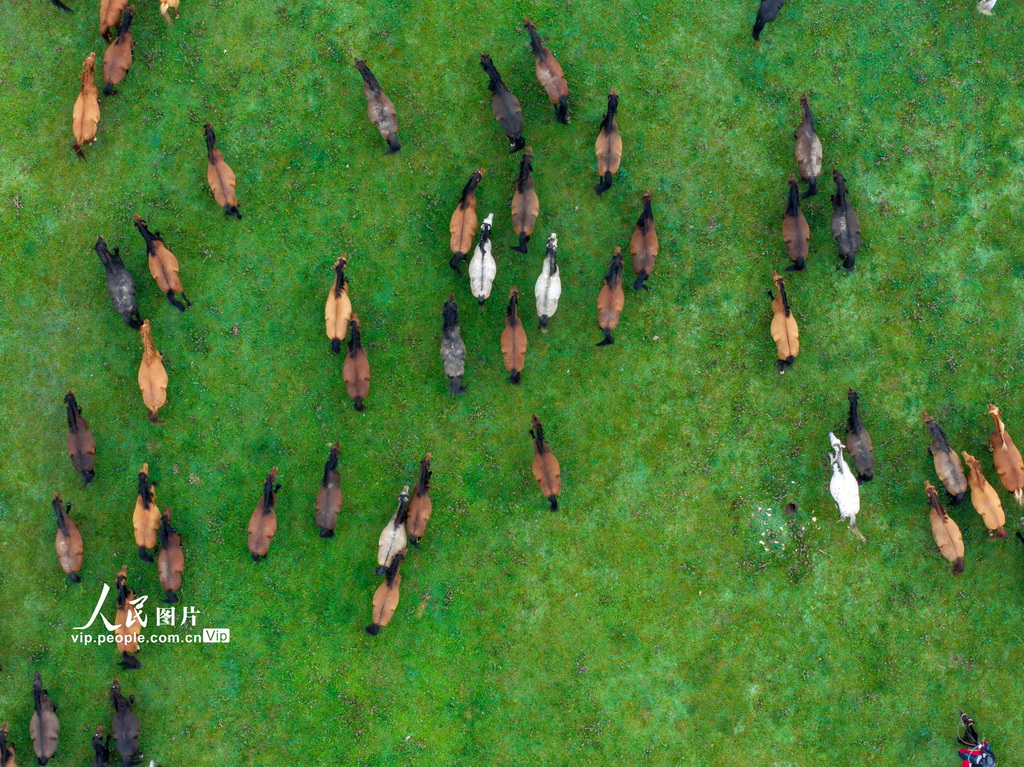 甘肅張掖:山丹煙雨駐 良馬踏青閑【3】