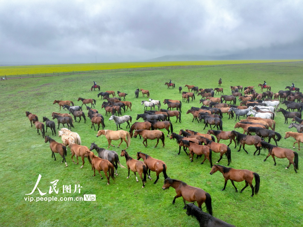 甘肅張掖:山丹煙雨駐 良馬踏青閑【2】