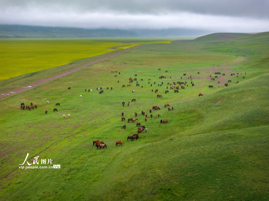 甘肅張掖：山丹煙雨駐 良馬踏青閑