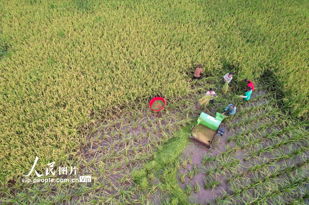 四川內江:立秋農事忙【2】