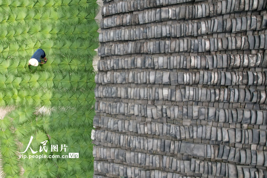 四川內江:立秋農事忙【3】