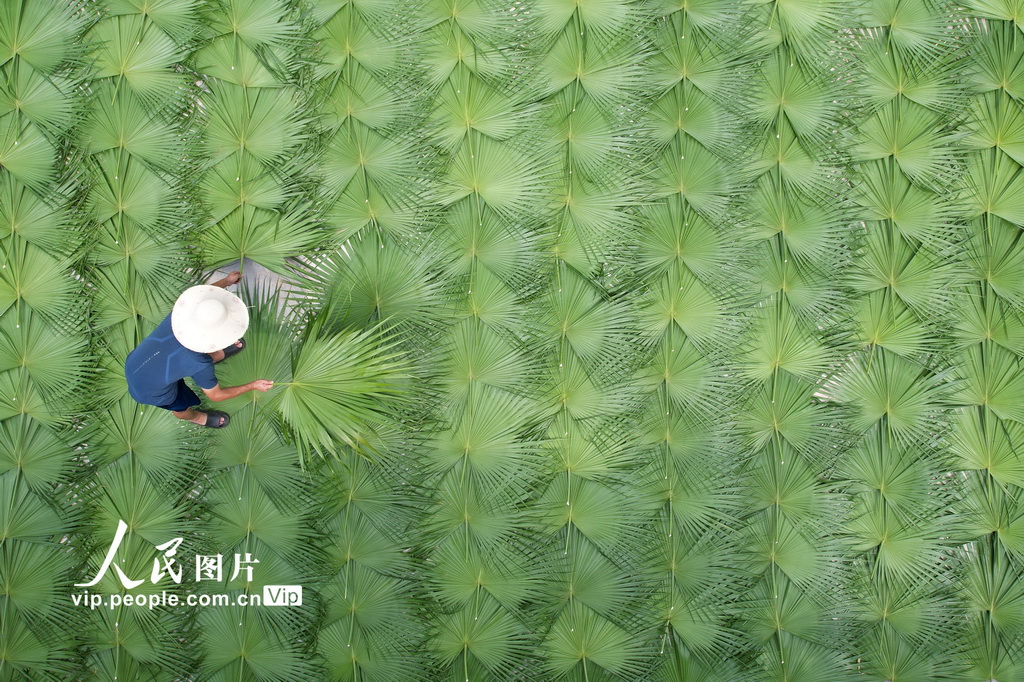 四川內江：立秋農事忙