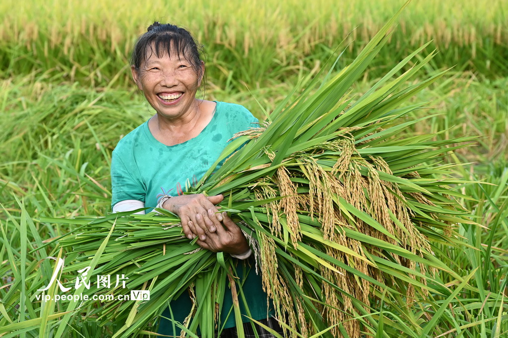 四川內江:立秋農事忙【4】