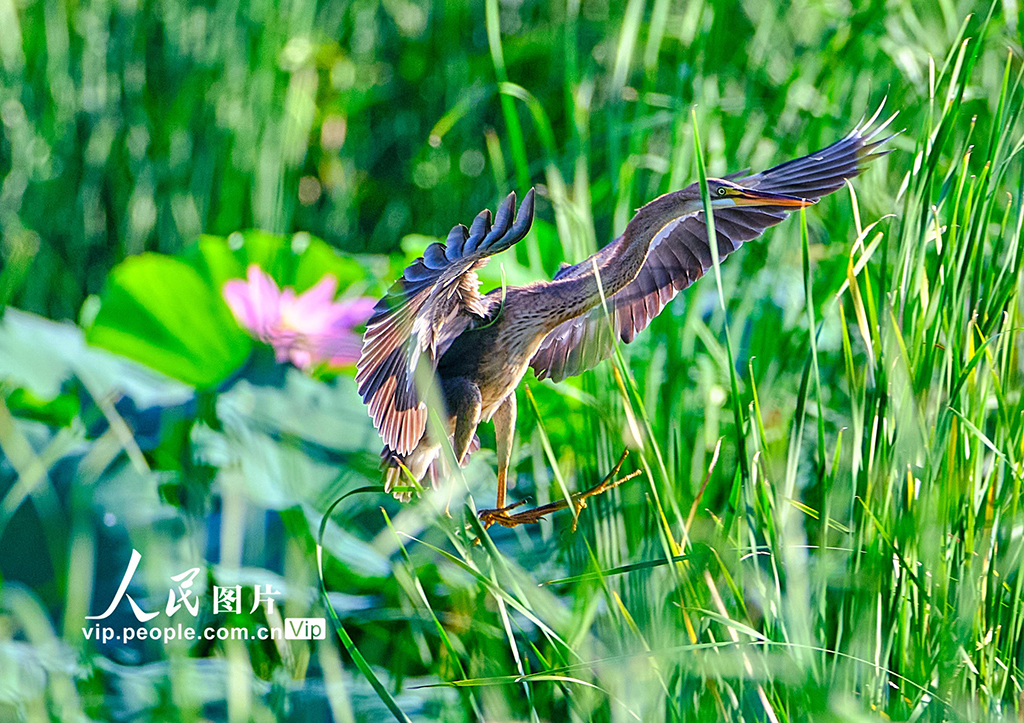 北京昌平:生態好 鳥兒至【3】