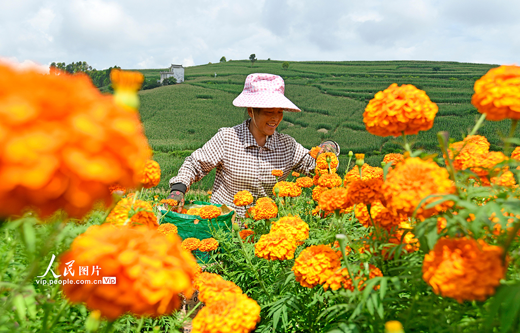 云南彌勒:采摘萬壽菊【2】