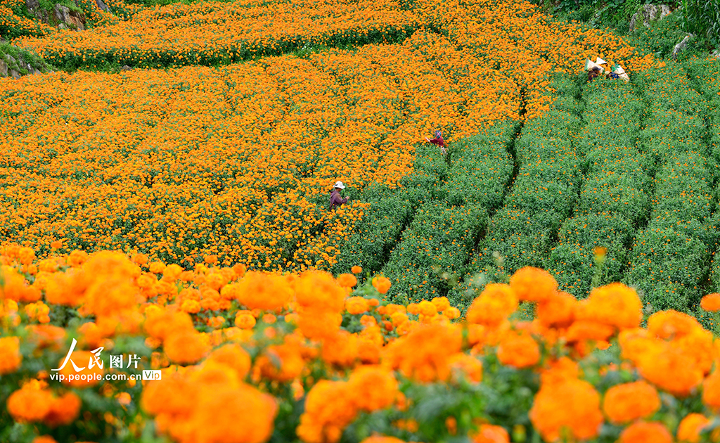 云南彌勒:采摘萬壽菊【3】