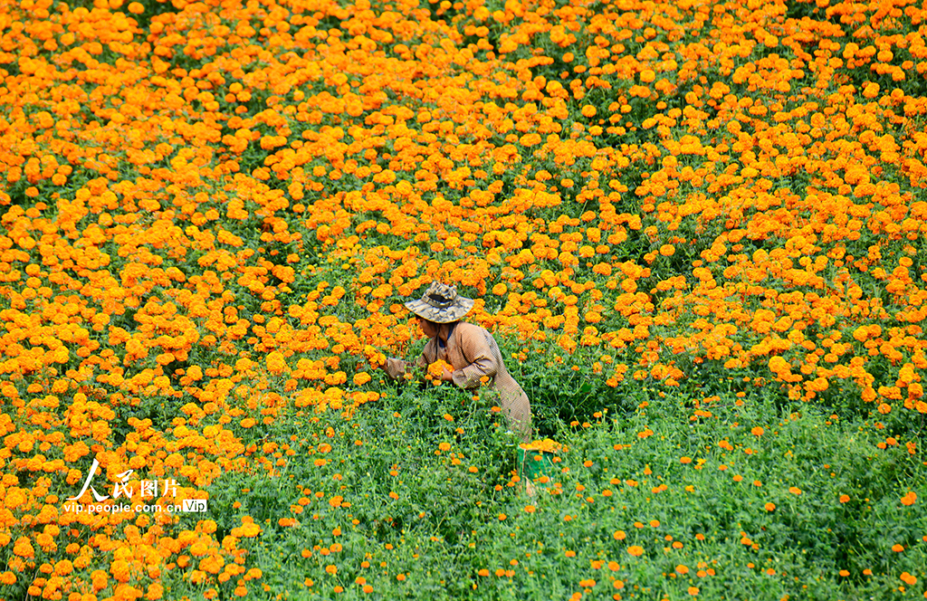 云南彌勒:采摘萬壽菊【4】