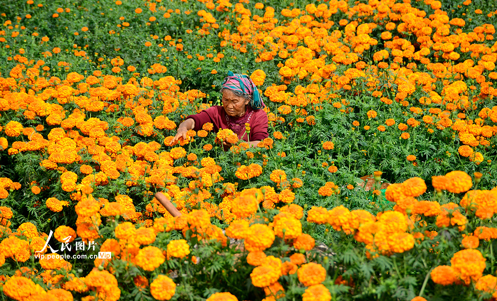 云南彌勒:采摘萬壽菊【5】