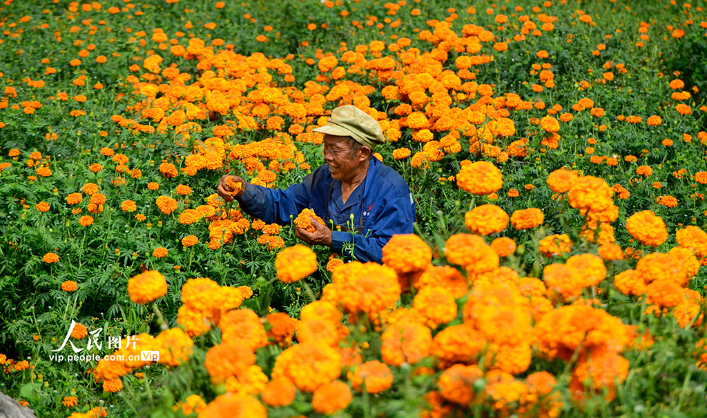 云南彌勒:采摘萬壽菊【6】