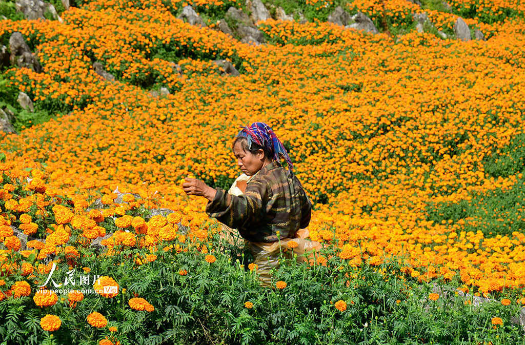 云南彌勒:采摘萬壽菊【7】