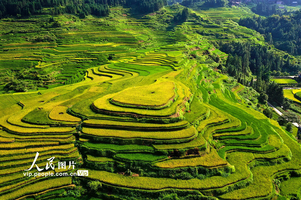 廣西融水:秋染苗山“豐”景美【2】