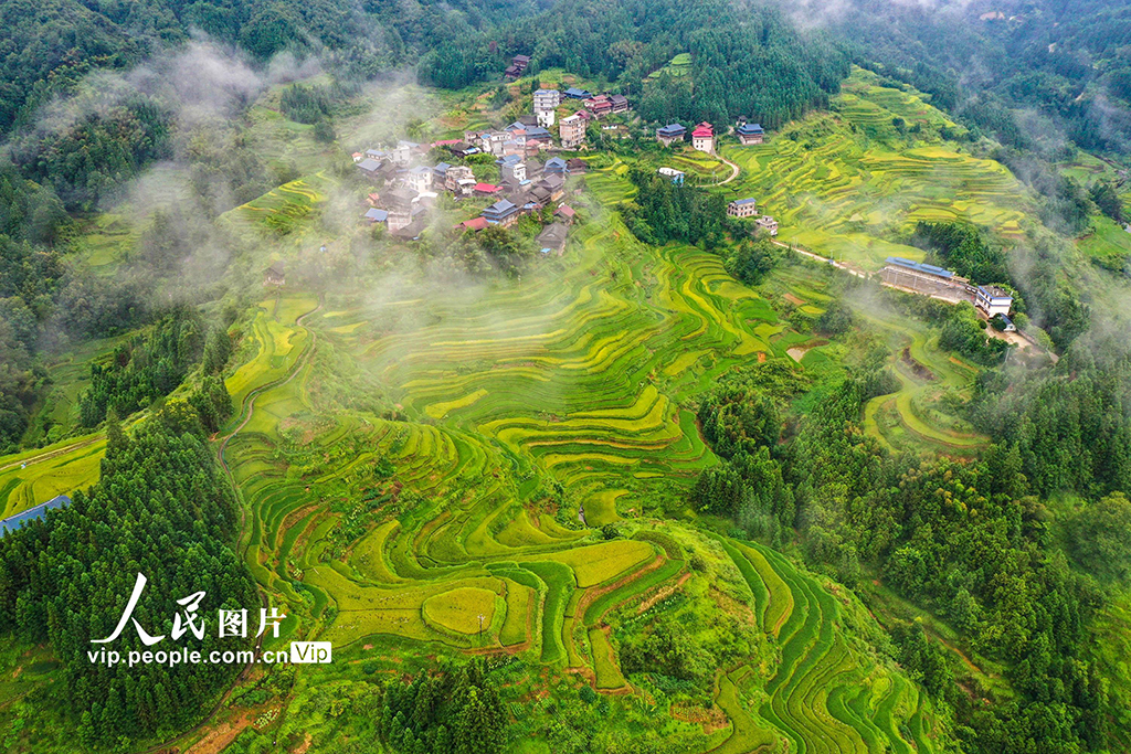 廣西融水:秋染苗山“豐”景美【3】