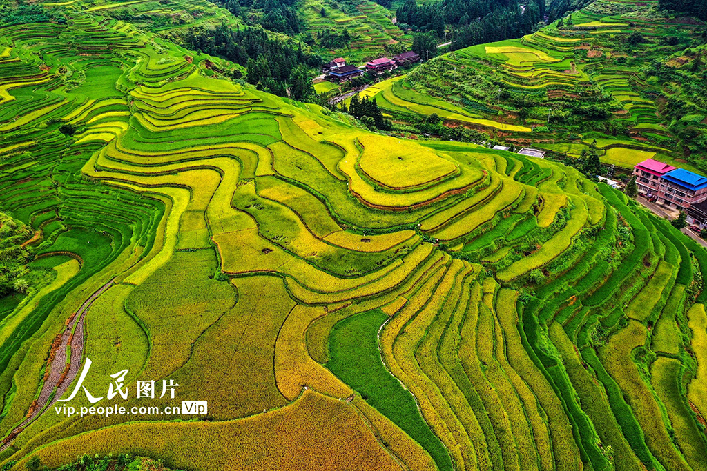廣西融水:秋染苗山“豐”景美【4】