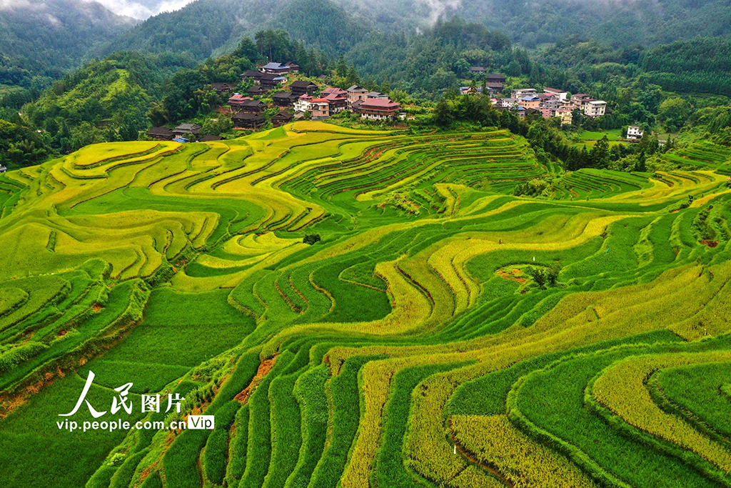 廣西融水:秋染苗山“豐”景美【5】