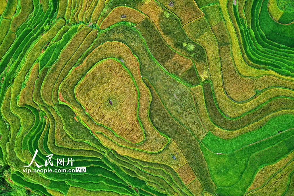 廣西融水:秋染苗山“豐”景美【6】