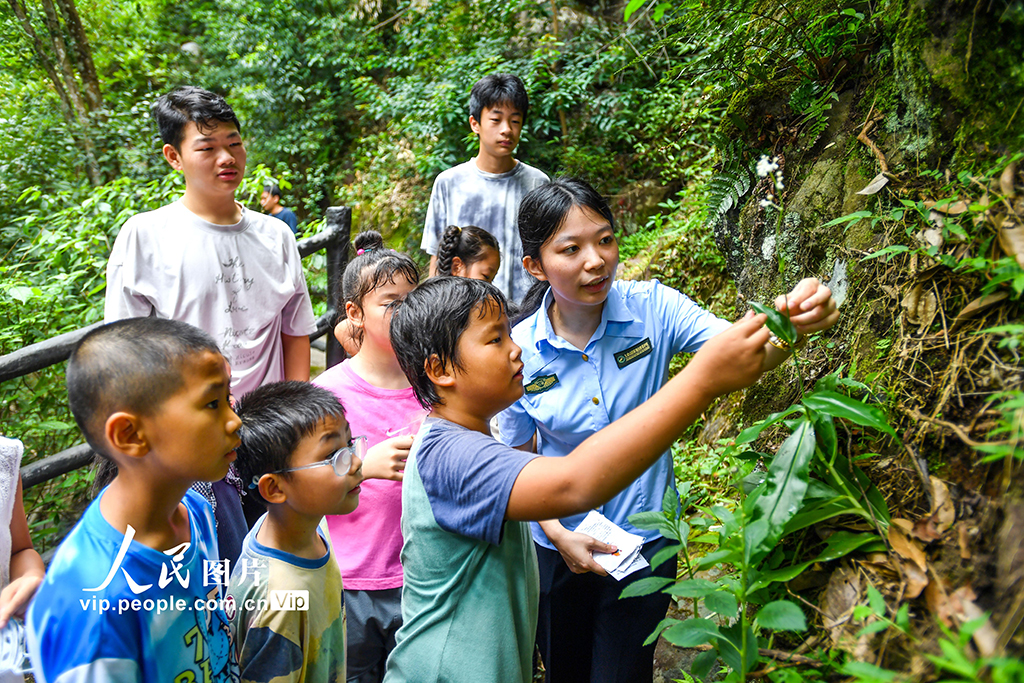 江西靖安:森林研學探索自然奧秘【4】