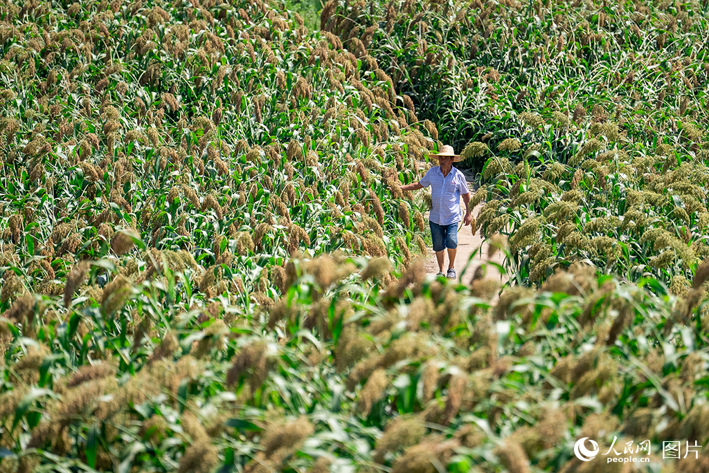 2025年7月29日，貴州省仁懷市長崗鎮茅坡村的高粱田內，村民正在查看高粱長勢。曾經的茅坡村近四成土地受石漠化困擾，嚴重制約農業生產發展。2019年，仁懷市全面打響土地整治攻堅戰，持續推進高標準農田建設。茅坡村同步按照“田成方、渠相通、路相連、旱能灌、澇能排”的標準開展整治，零散地塊逐步連片成規模，貧瘠的山坡變成豐產的良田。?人民網記者 涂敏攝