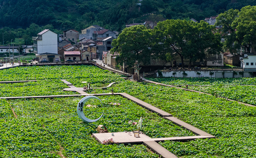 2025年7月9日，浙江省嵊州市貴門鄉璞玉村的荷花競相綻放，翠綠的荷葉與粉嫩的荷花相映成趣，構成一幅美麗的田園畫卷，吸引了眾多游客前來賞景游玩。近年來，嵊州市打破地域條塊邊界，推動片區組團式發展，涌現出“星宿小昆”“藝術水竹”“越劇東王”等一批特色鮮明的村莊發展路徑，在強村富民的道路上邁出堅實步伐，繪就了鄉村全面振興的生動圖景。人民網 章勇濤攝