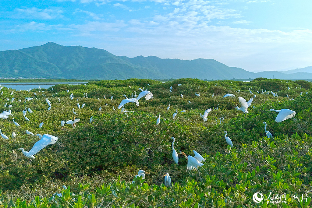 2025年7月4日，成群鷺鳥在紅樹林上停歇。作為福建首個國際重要濕地，漳江口紅樹林國家級自然保護區總面積2360公頃，是我國北回歸線北側種類最多、生長最好的紅樹林天然群落。根據最新的鳥類監測記錄，該保護區共記錄有鳥類160種，其中，被列入國家重點保護名錄的鳥類20多種，常年分布和遷徙停歇的鳥類數量達到2萬余只，已然成為名副其實的“鳥類天堂”。人民網 李昌乾攝