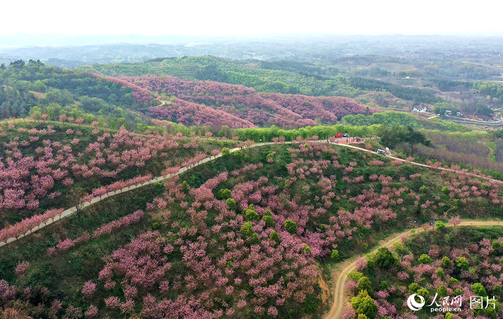 2025年3月29日，河南信陽商城縣汪橋鎮思鄉谷萬畝櫻花綻放。汪橋鎮引進農林公司，種植了以晚櫻為主的27個品種170萬株苗木，打造了1.1萬畝的山林苗圃基地。隨著鄉村游的興起，汪橋鎮以“農旅融合、以農促旅、以旅富農”為發展思路，發揮資源優勢，以花為媒，以節引流，以春造勢，將該地打造成3A級旅游景區，不僅為游客們呈現了一場場賞花盛宴，也帶來了“花海經濟”，為鄉村發展注入新活力。人民網記者 王玉興攝