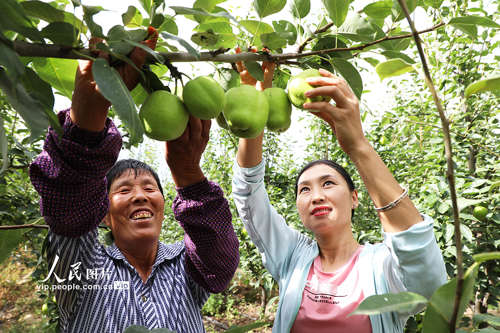 甘肅民樂：早酥梨喜獲豐收