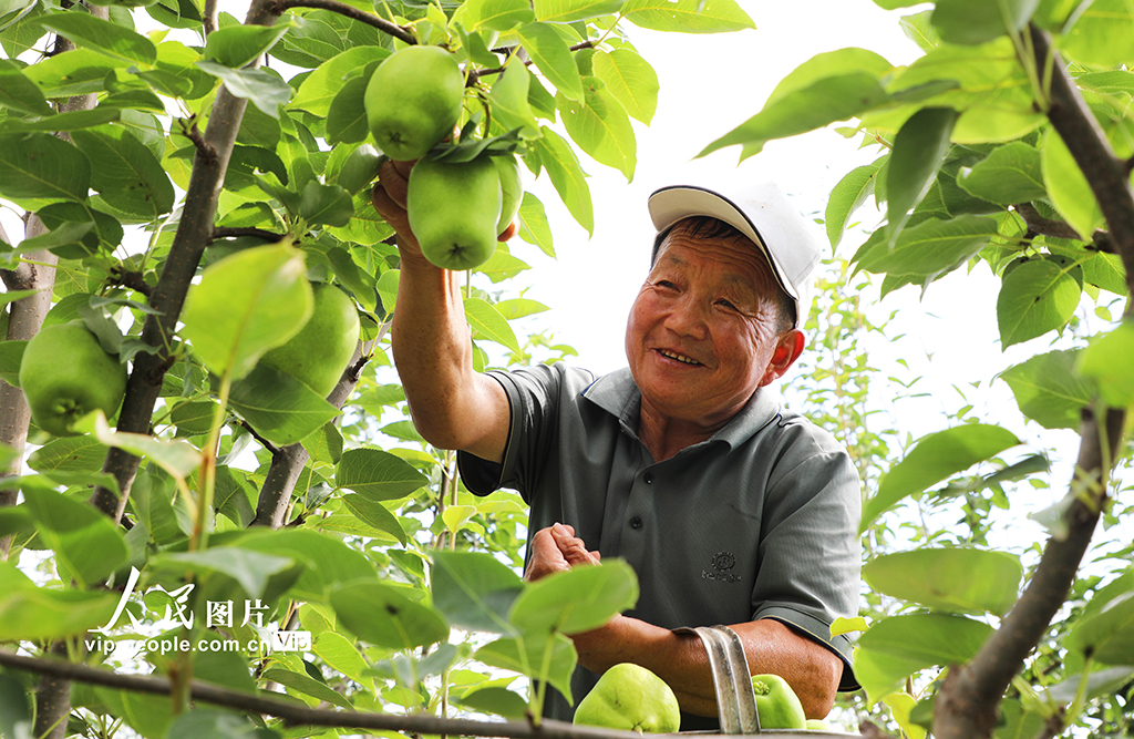 甘肅民樂：早酥梨喜獲豐收【2】