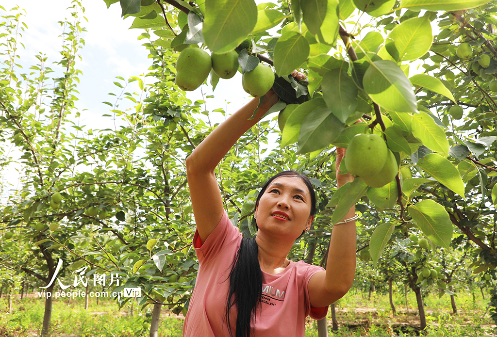 甘肅民樂:早酥梨喜獲豐收【4】