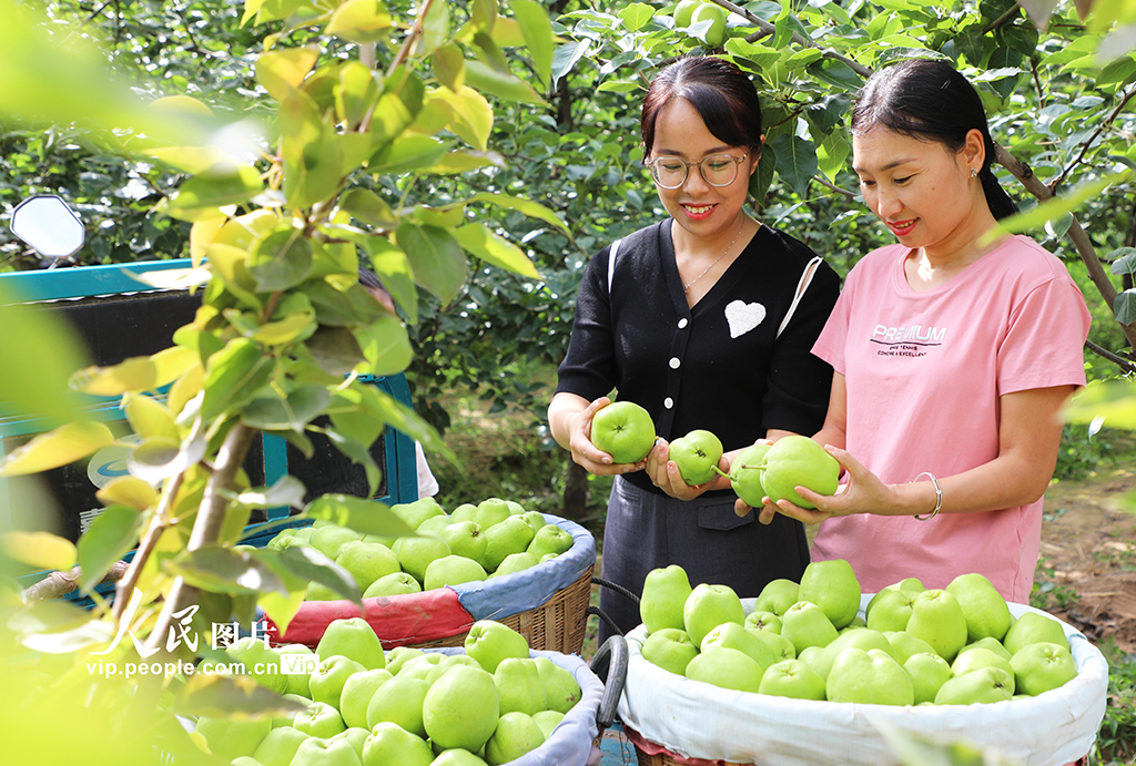 甘肅民樂:早酥梨喜獲豐收【5】