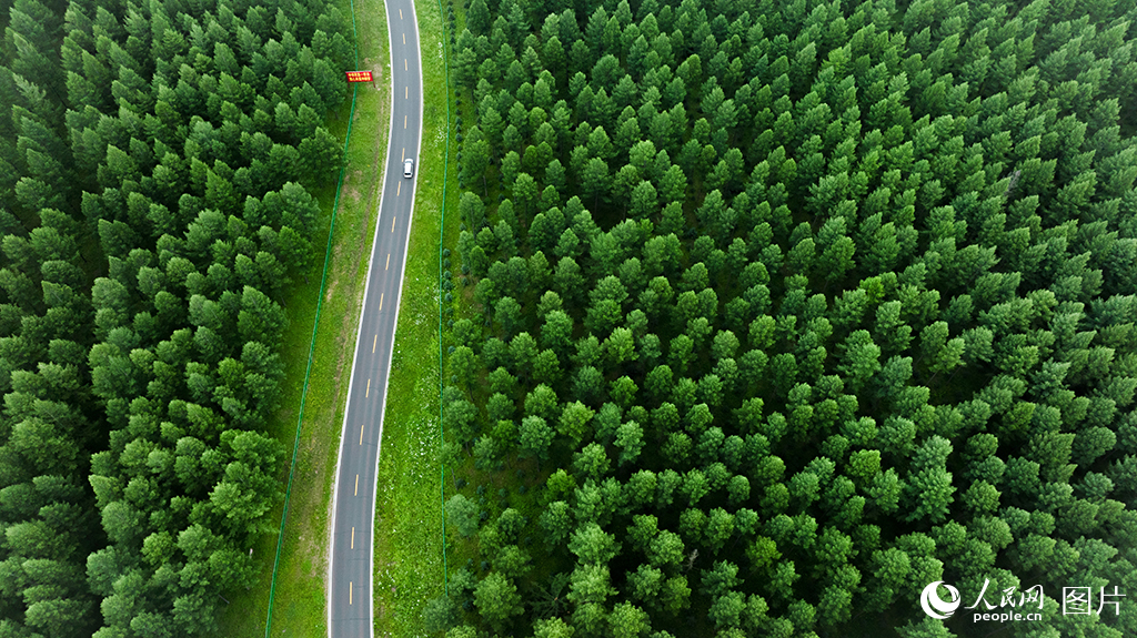 2025年7月17日，盛夏的塞罕壩，綠意正濃。從昔日“黃沙遮天日，飛鳥無棲樹”的荒漠，到如今總面積達115.1萬畝、森林覆蓋率達82%、林木蓄積量1036.8萬立方米的浩瀚林海，塞罕壩機械林場的三代建設者以六十余載接續奮斗，在華北大地鑄就了世界矚目的綠色奇跡。人民網記者 李兆民攝