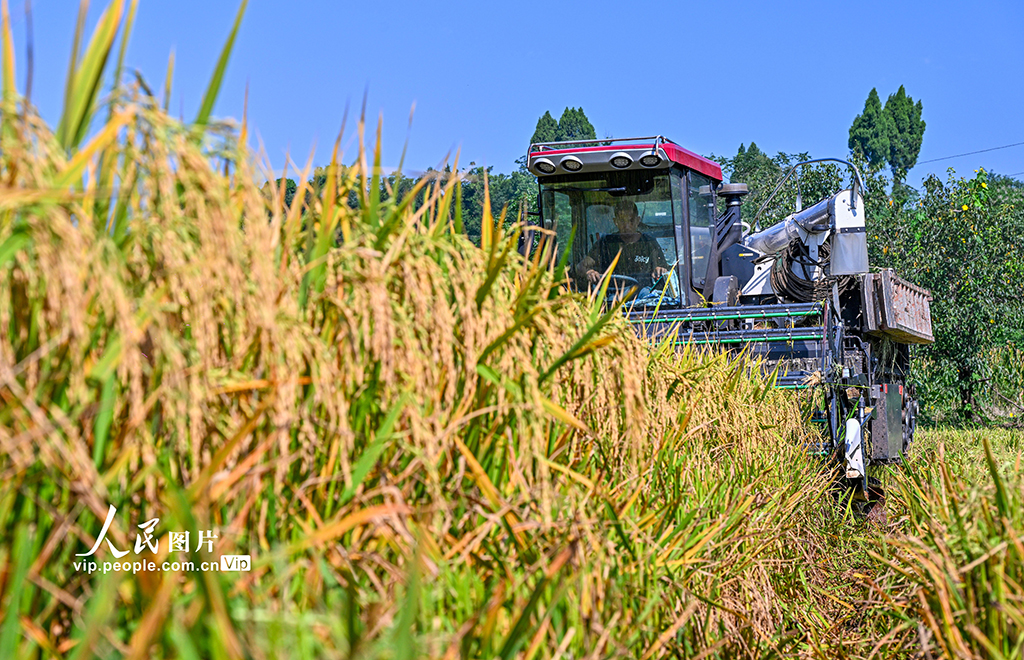 四川仁壽:稻谷喜豐收【2】