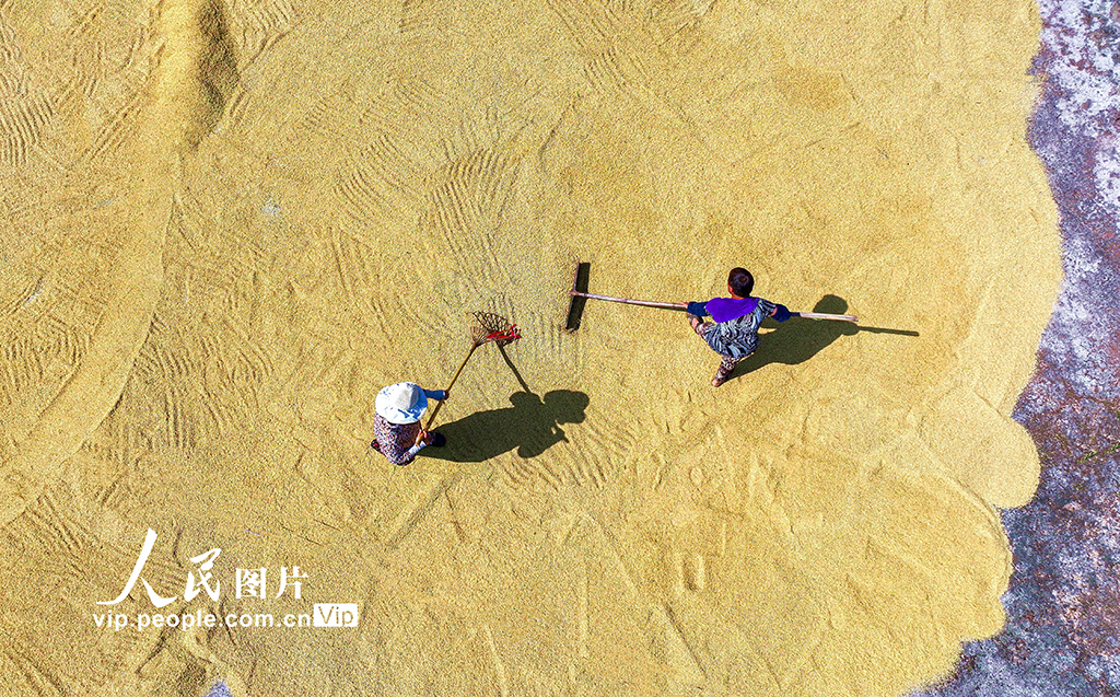 四川仁壽:稻谷喜豐收【4】