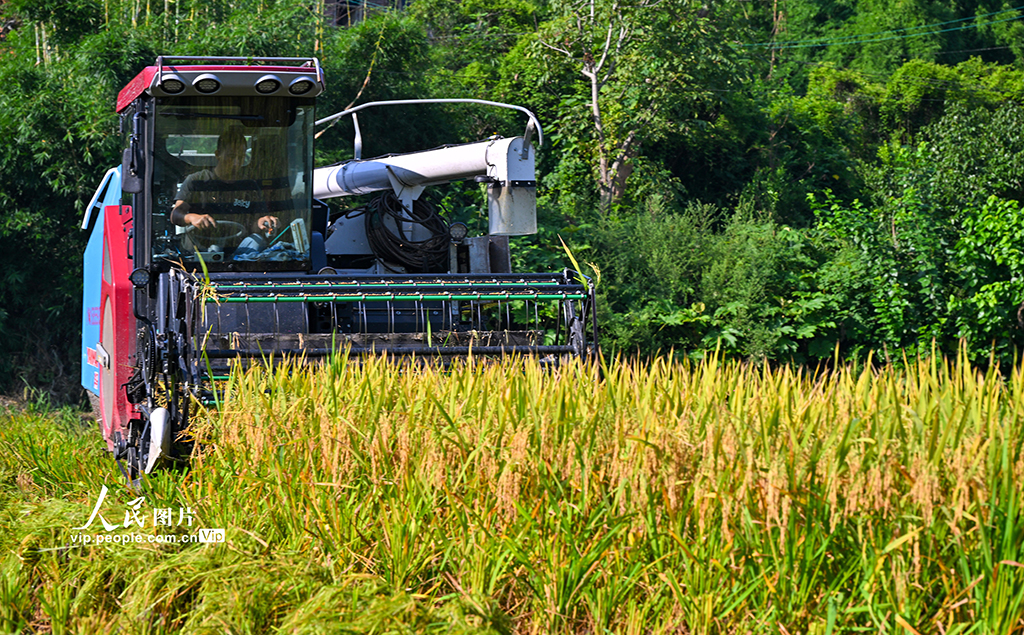 四川仁壽:稻谷喜豐收【5】