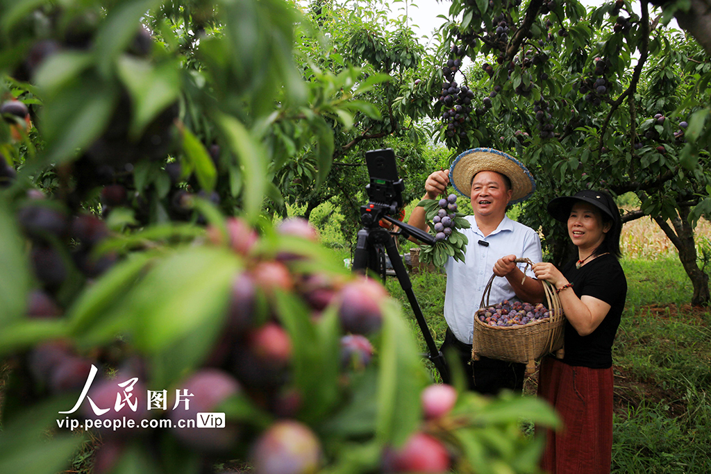 重慶:脆紅李成熟【2】