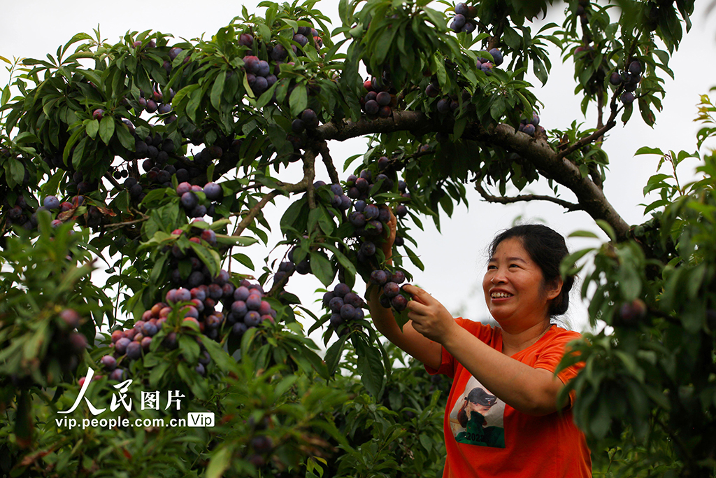 重慶:脆紅李成熟【3】