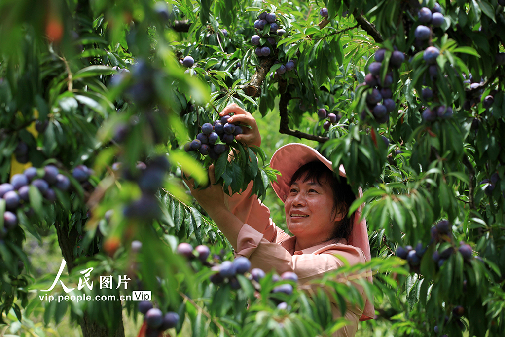 重慶:脆紅李成熟【4】