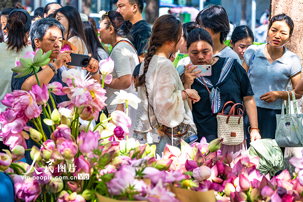 江蘇蘇州:荷花市集人氣旺【8】