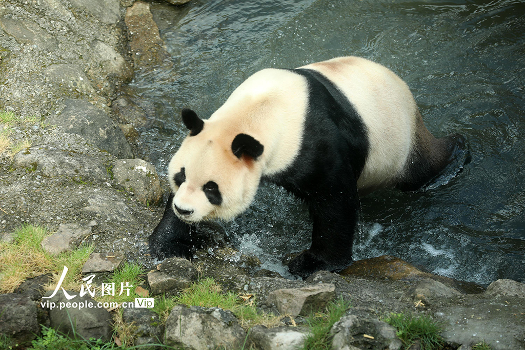 浙江溫嶺:大熊貓“歡歡”歡度19歲生日【3】