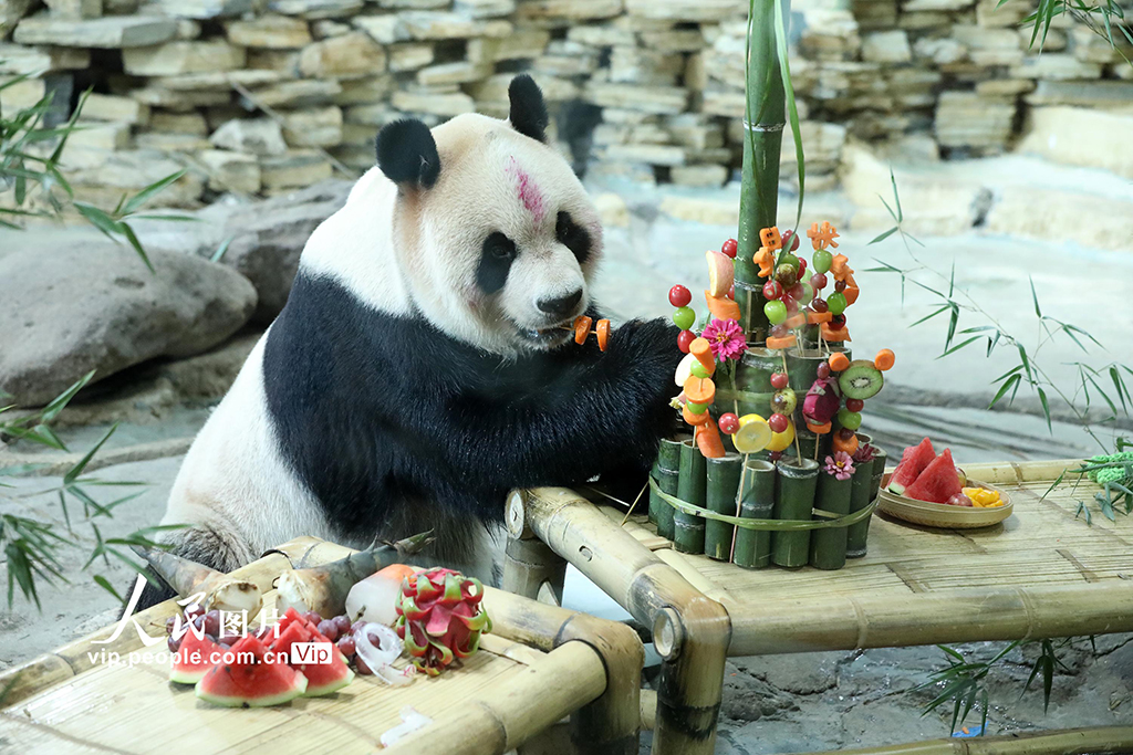 浙江溫嶺:大熊貓“歡歡”歡度19歲生日【2】