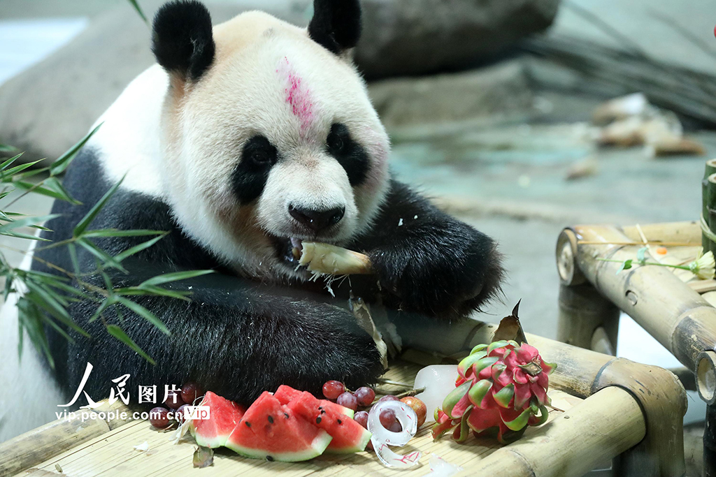 浙江溫嶺:大熊貓“歡歡”歡度19歲生日【4】