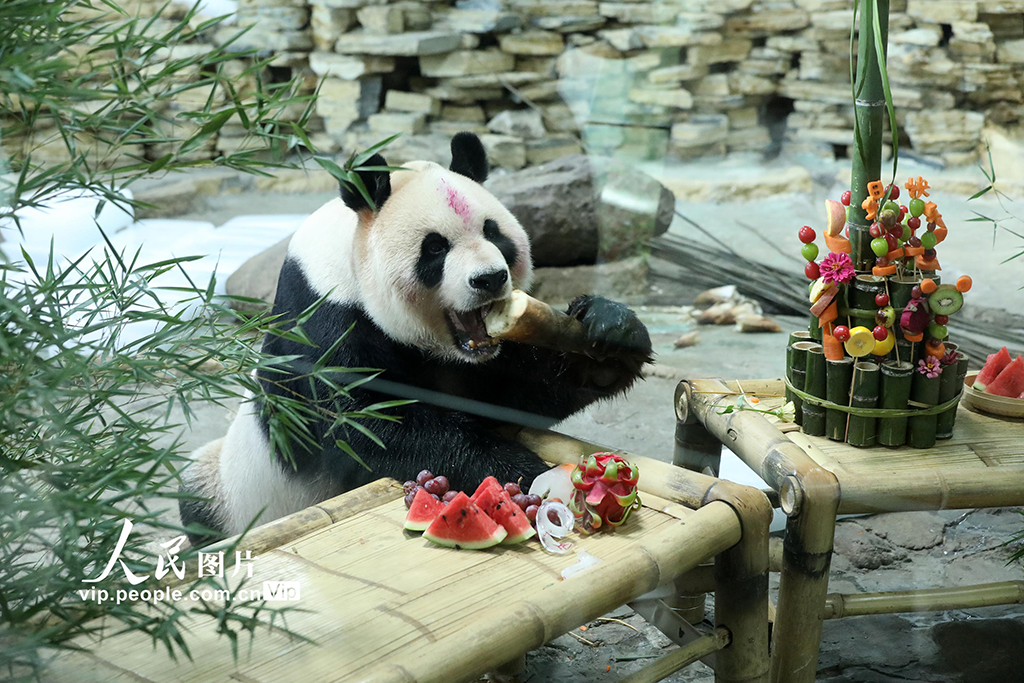 浙江溫嶺:大熊貓“歡歡”歡度19歲生日【5】