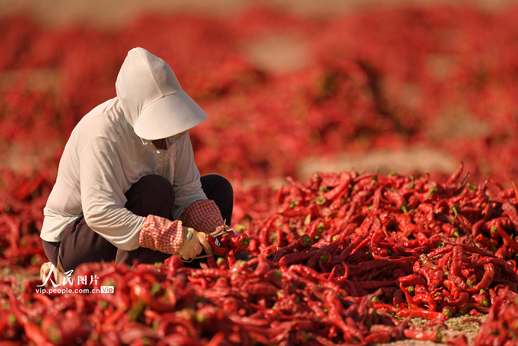 新疆巴州:食用辣椒獲豐收【2】