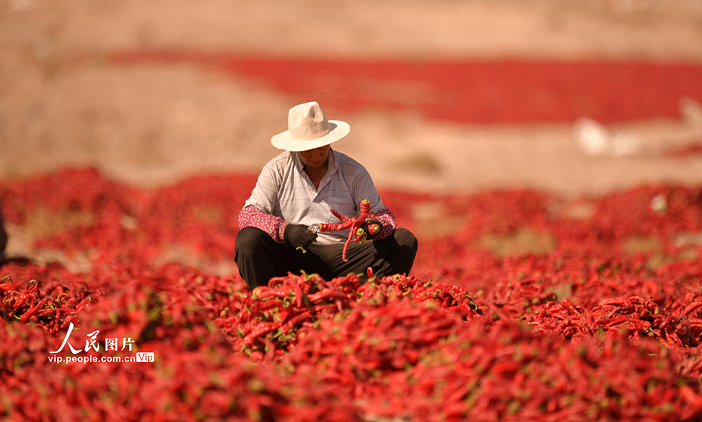 新疆巴州:食用辣椒獲豐收【3】